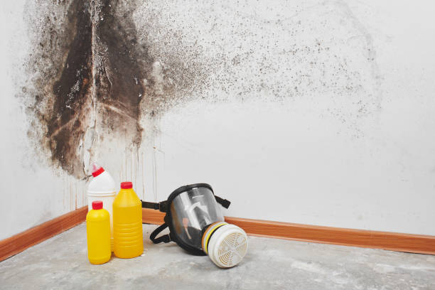 Best Professional Mold Removal  in Aberdeen, MD