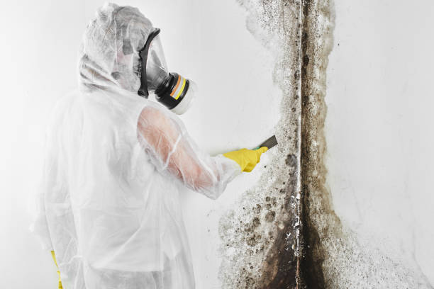 Professional Mold Removal in Aberdeen, MD