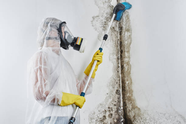 Best Residential Mold Removal  in Aberdeen, MD