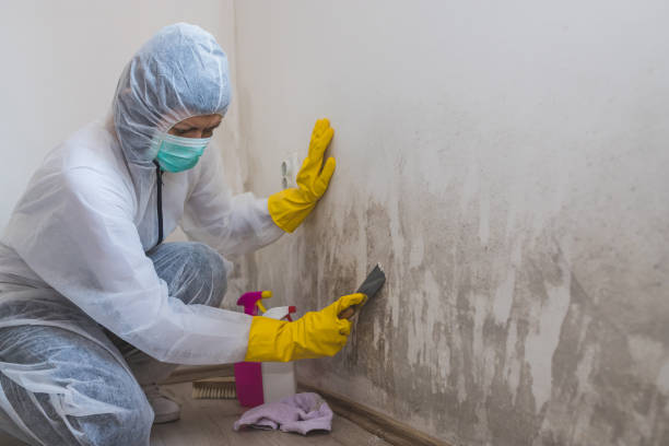 Best Mold Remediation  in Aberdeen, MD