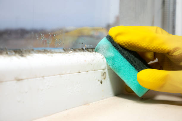 Mold Removal and Inspection in Aberdeen, MD