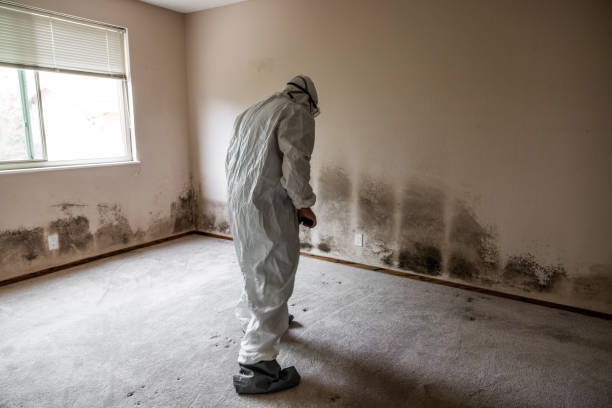 Best Attic Mold Removal  in Aberdeen, MD