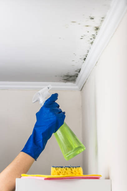 Best Toxic Mold Removal  in Aberdeen, MD